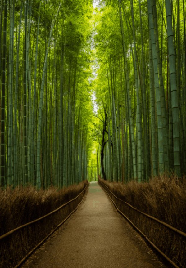 Sagano Bamboo Forest 